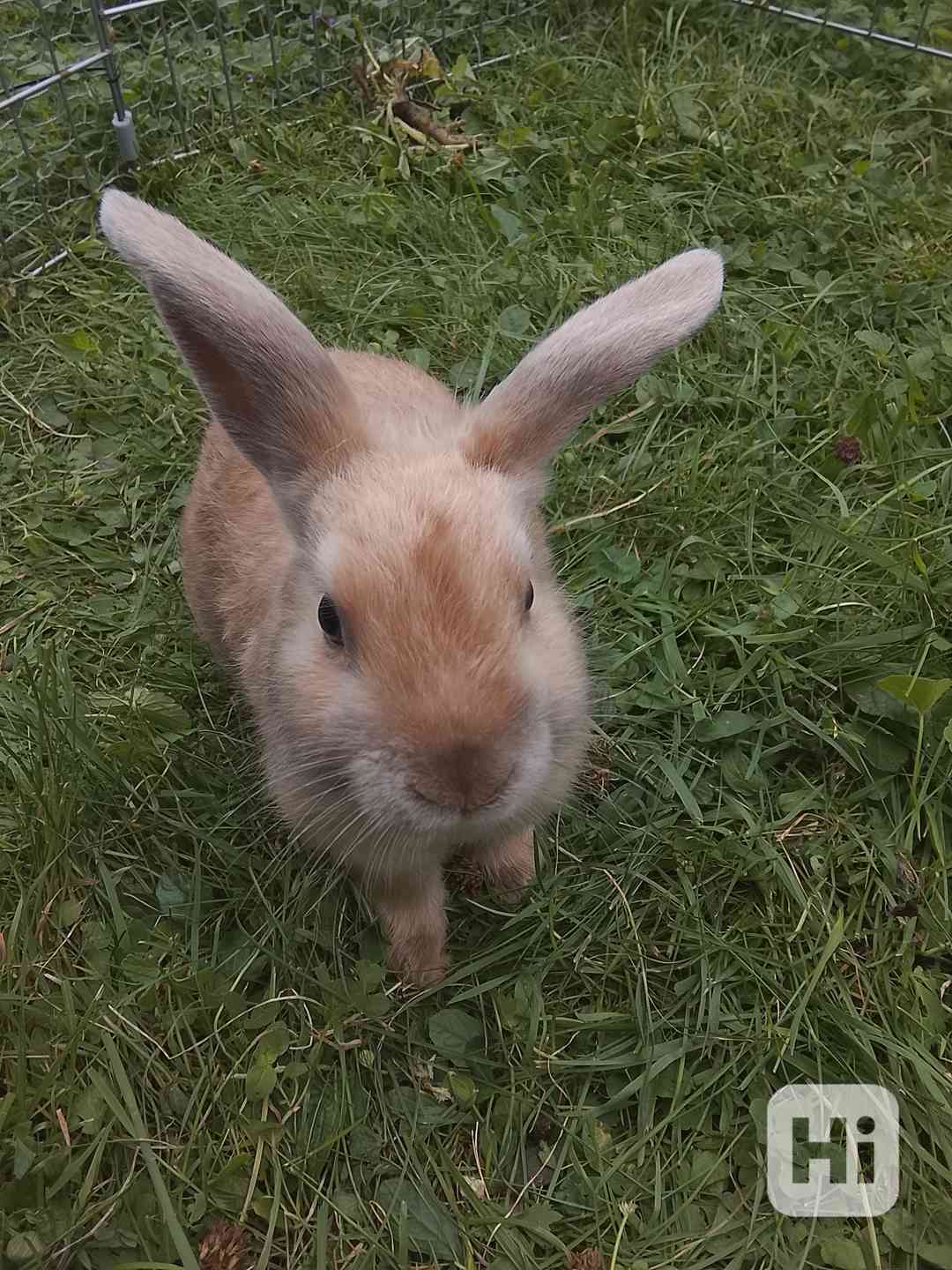 Zakrslý králík  - foto 1