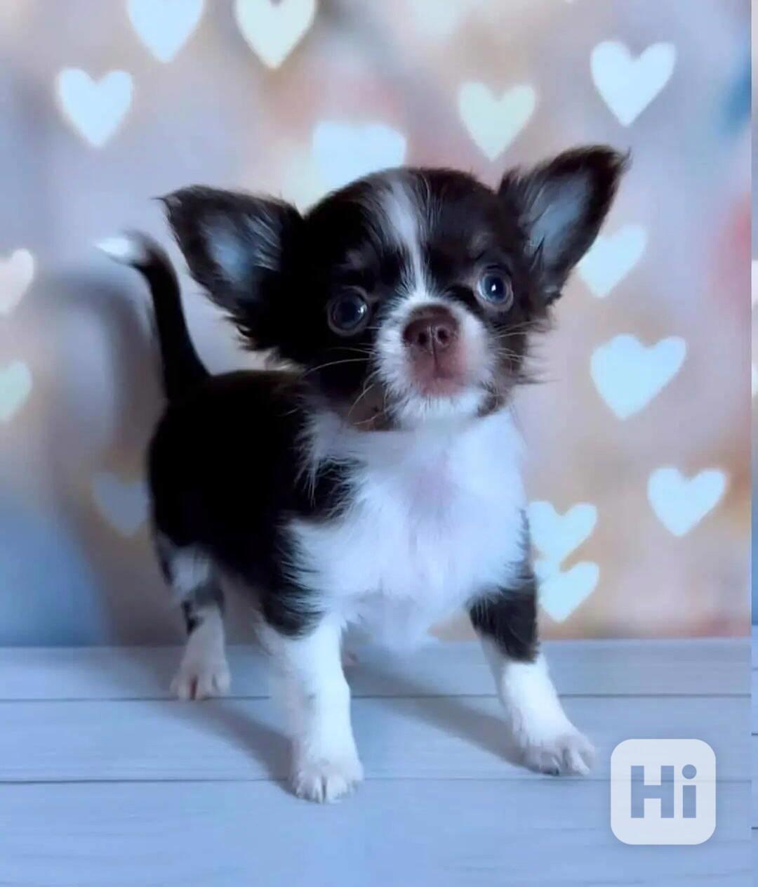 Štěně plemene Chihuahua – kvalitně odchované, vhodné do sprá - foto 1