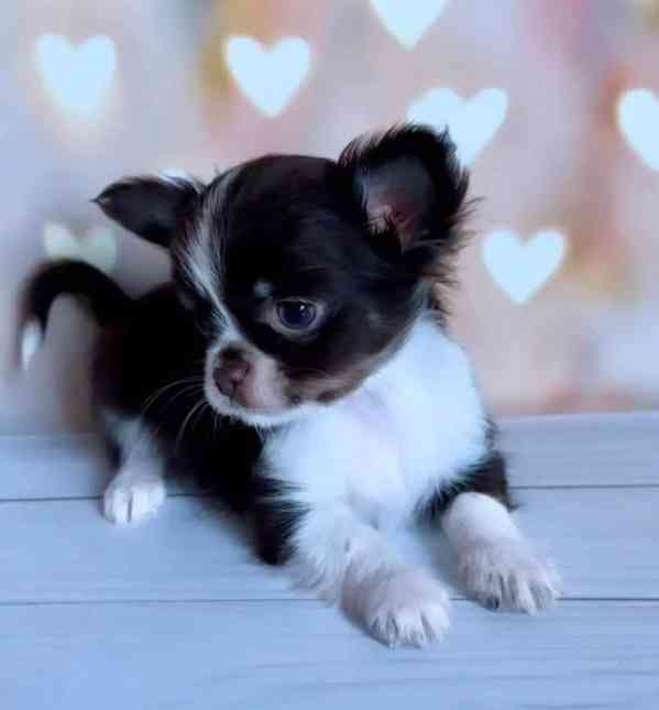 Štěně plemene Chihuahua – kvalitně odchované, vhodné do sprá - foto 4