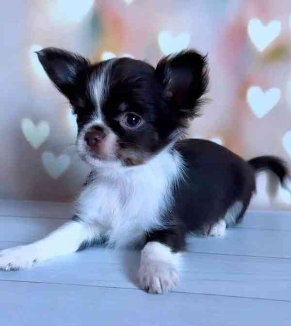 Štěně plemene Chihuahua – kvalitně odchované, vhodné do sprá - foto 3
