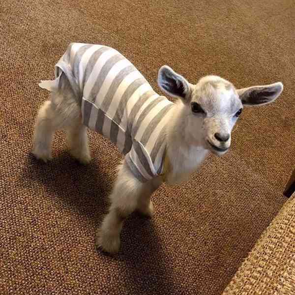 Krásné a milé kozy na prodej! 