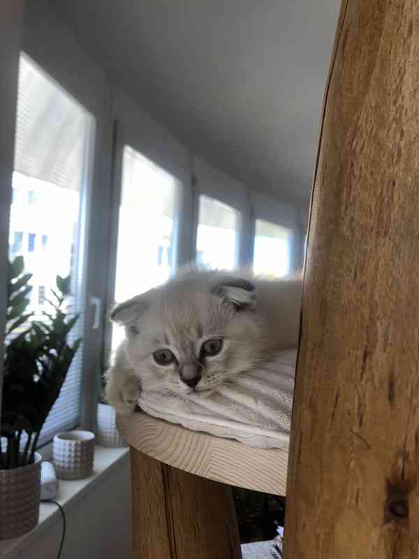 Skotský klapouchý kocourek - foto 2