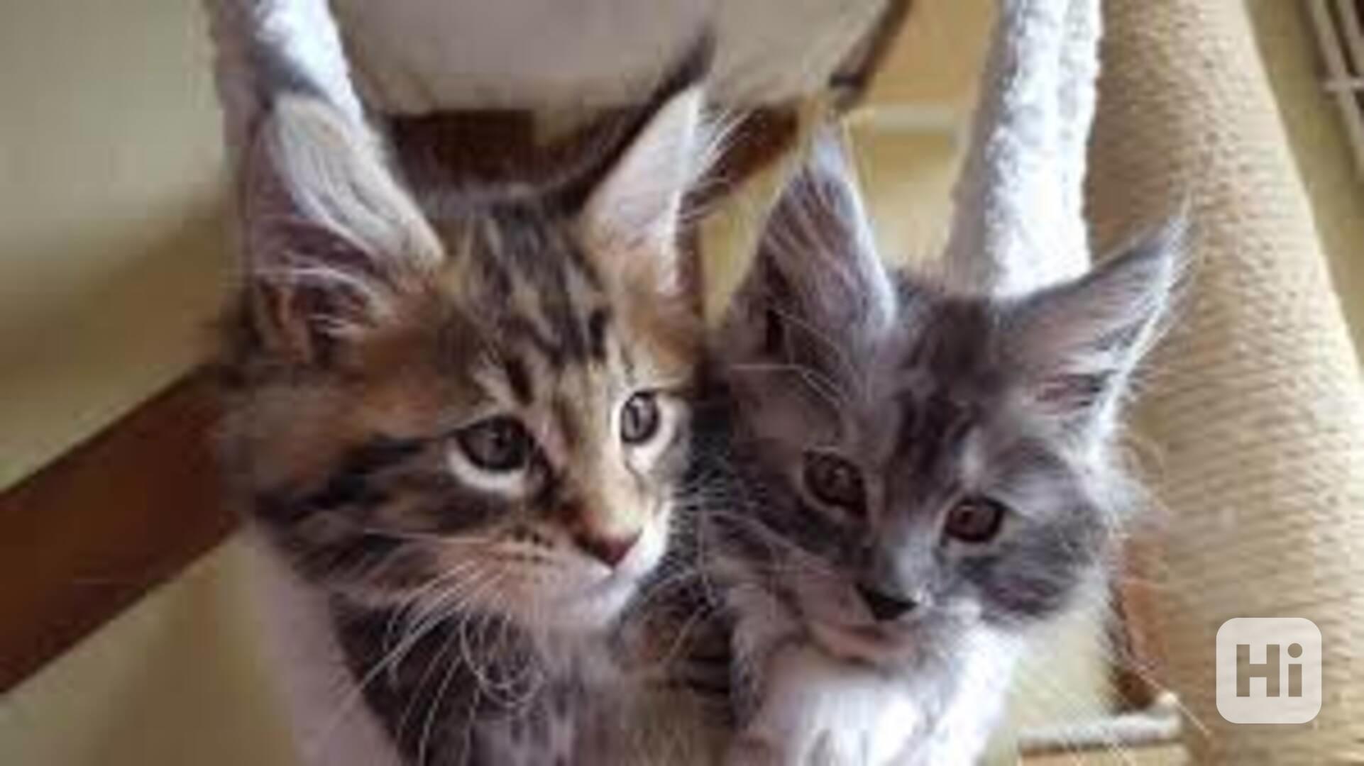 Mainská mývalí kotě čisté plemeno připraveno nyní  - foto 1