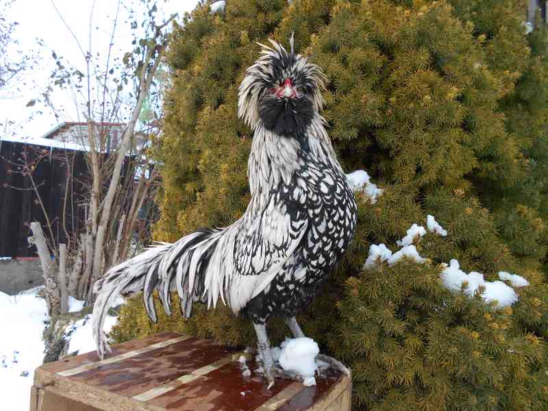 násadová vejce - foto 3