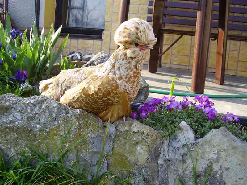 násadová vejce - foto 1