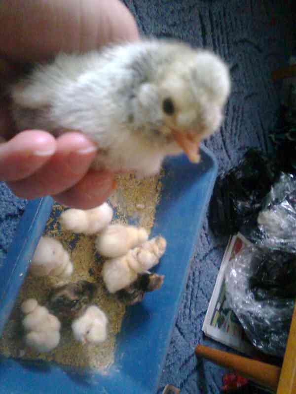 násadová vejce - foto 8