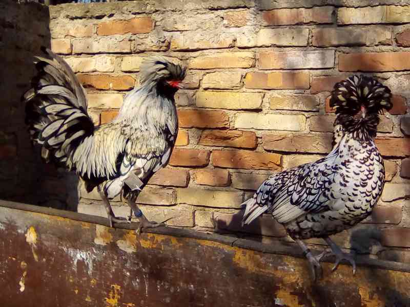 násadová vejce - foto 5