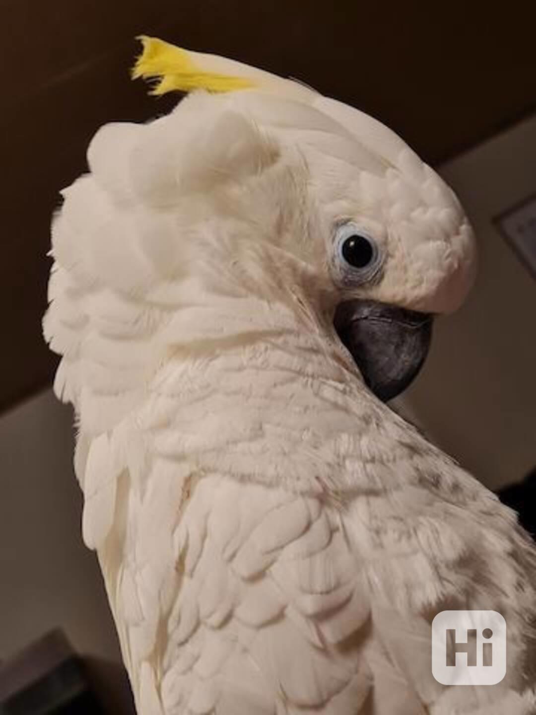 k dispozici papoušci sladkí kakadu - foto 1