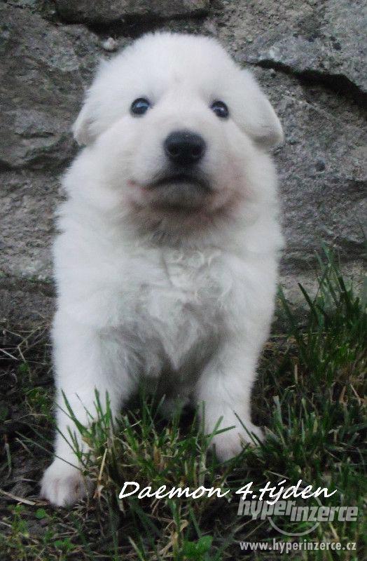 Bílý švýcarský ovčák s PP - foto 1