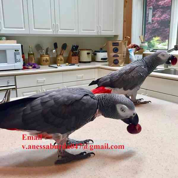 Papoušek šedý k adopci