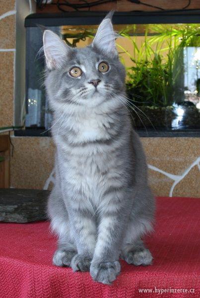 Mainská mývalí koťátka s PP - kočička Háta - k odběru - foto 1