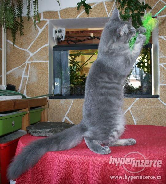 Mainská mývalí koťátka s PP - kočička Háta - k odběru - foto 3