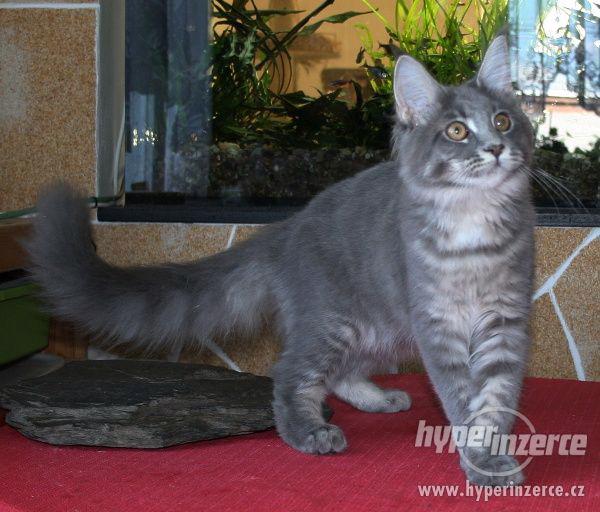 Mainská mývalí koťátka s PP - kočička Háta - k odběru - foto 5