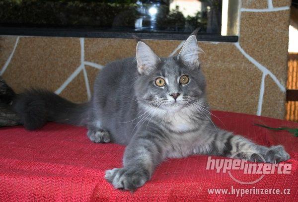 Mainská mývalí koťátka s PP - kočička Háta - k odběru - foto 6