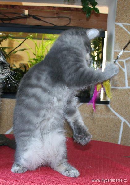 Mainská mývalí koťátka s PP - kočička Háta - k odběru - foto 7