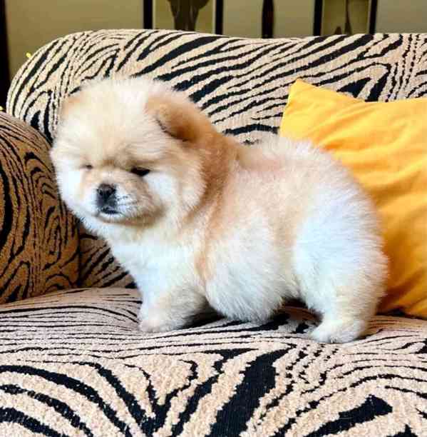 chow chow - foto 1