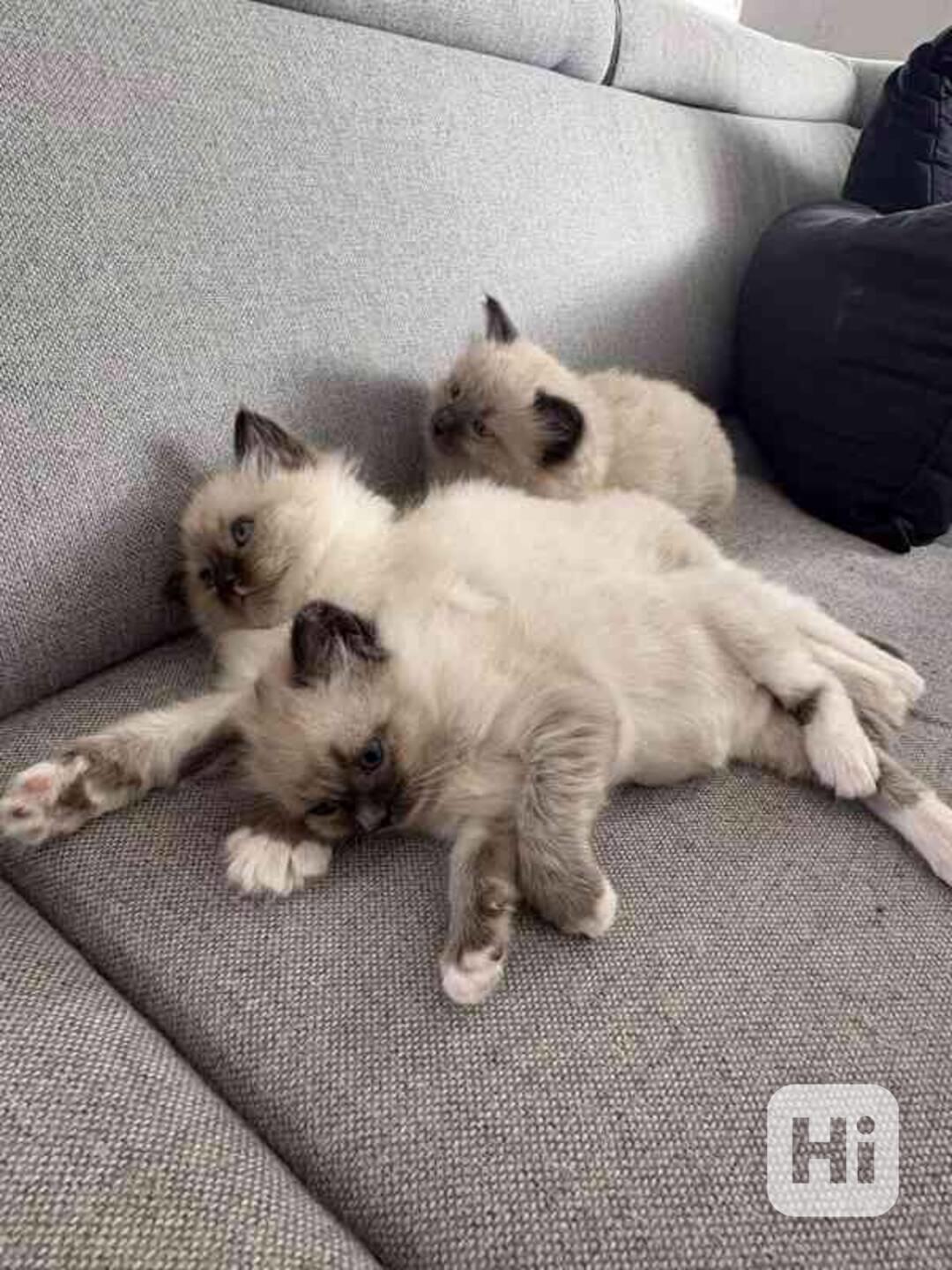 Ragdoll koťátka - foto 1