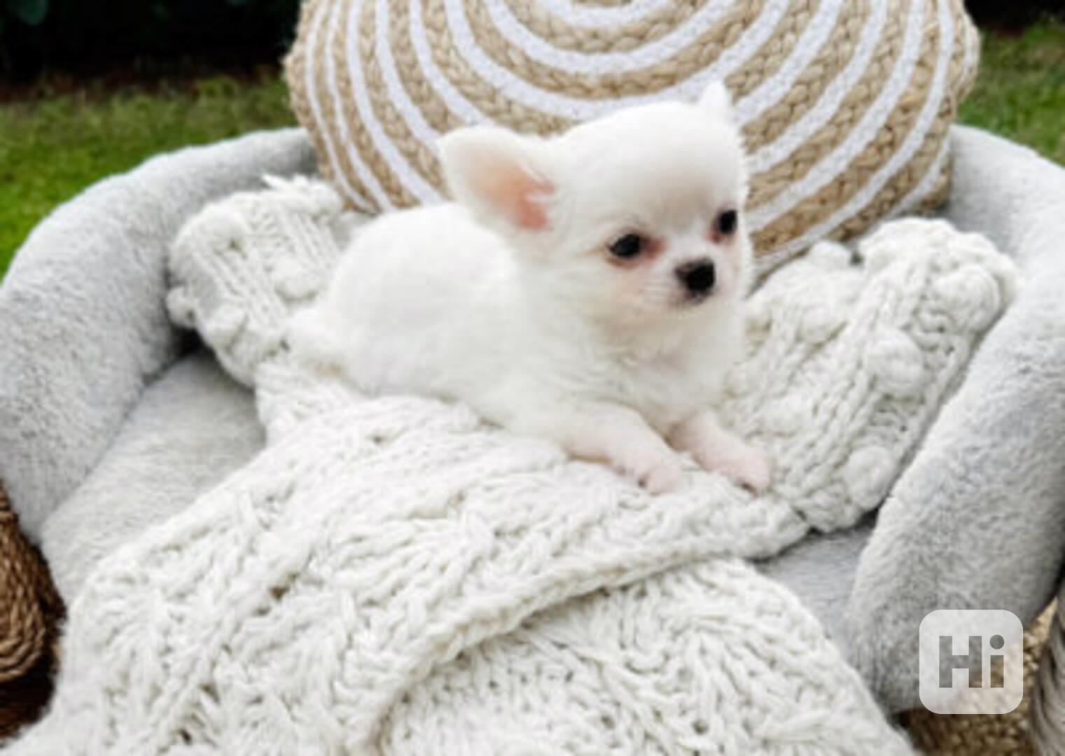 přátelská štěňata čivavy  - foto 1