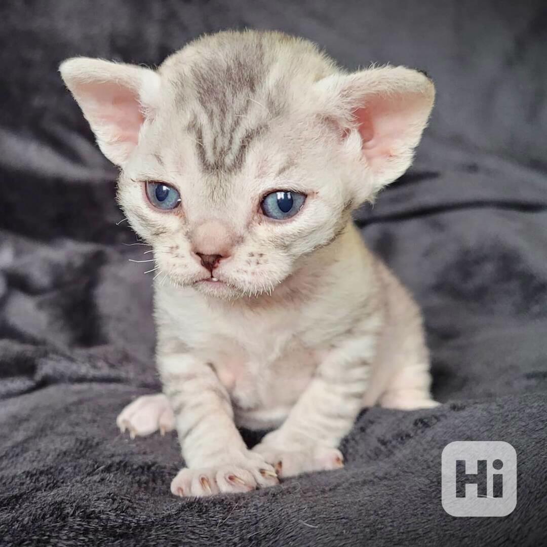 Koťátka Devon Rex jsou nyní k dispozici - foto 1