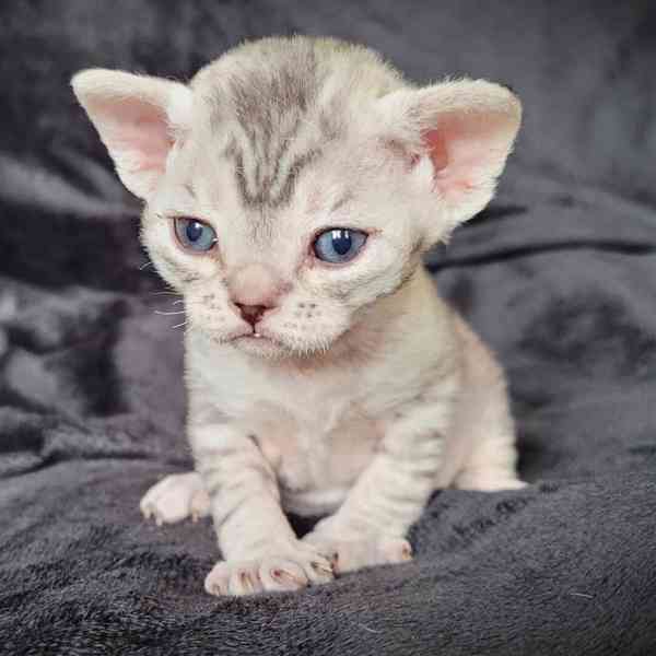 Koťátka Devon Rex jsou nyní k dispozici - foto 1