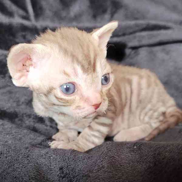 Koťátka Devon Rex jsou nyní k dispozici - foto 2