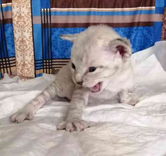 Koťátka Devon Rex jsou nyní k dispozici - foto 3
