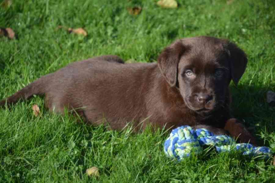 Štěňátka Labradorský retrívr - foto 1