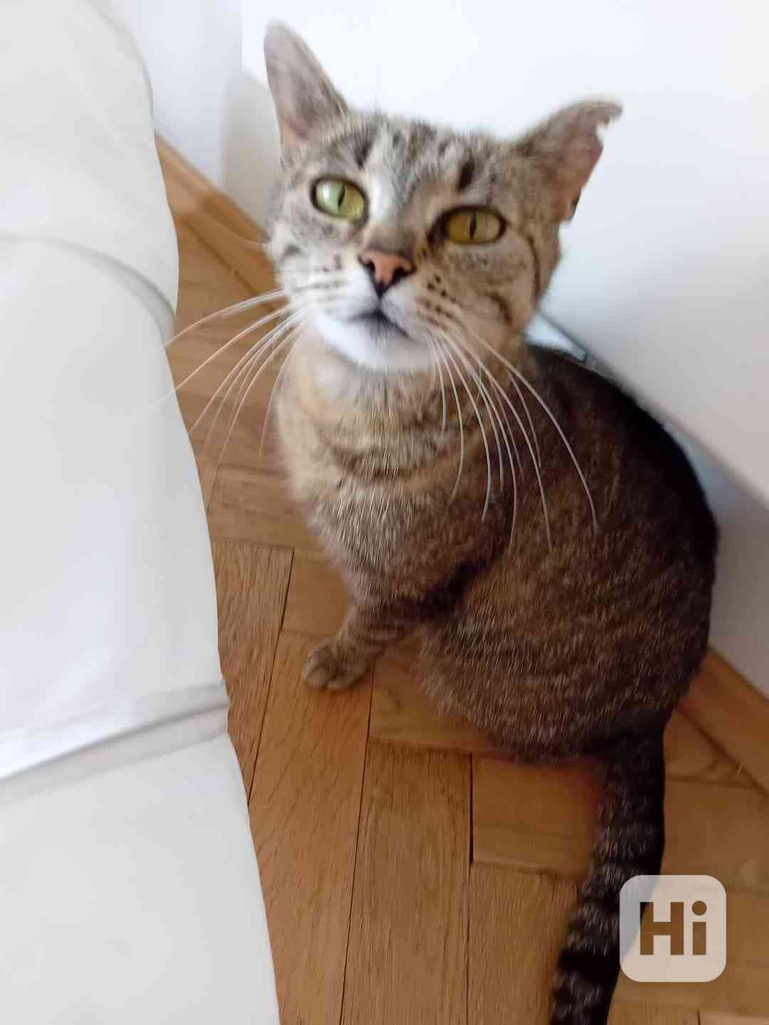 Kočička Růženka  - foto 1