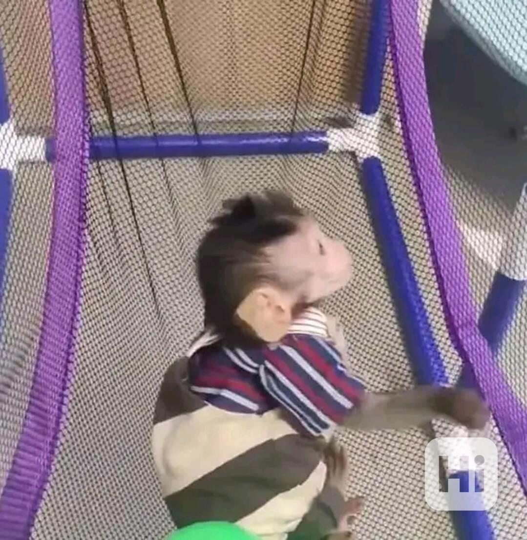  Nádherná rozkošná kapucínská opice k adopci  - foto 1
