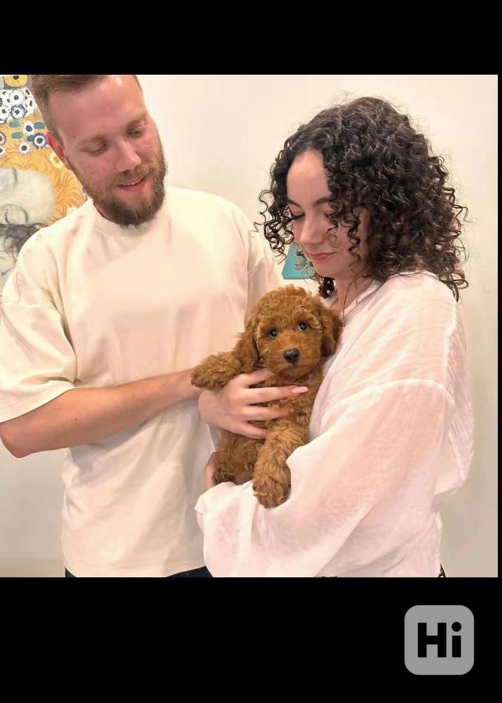 Poodle puppies ready to meet Thier forever homes  - foto 1