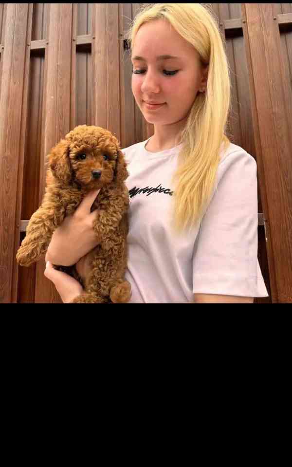 Poodle puppies ready to meet Thier forever homes  - foto 2