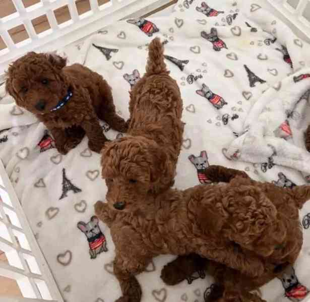 Poodle puppies ready to meet Thier forever homes  - foto 3