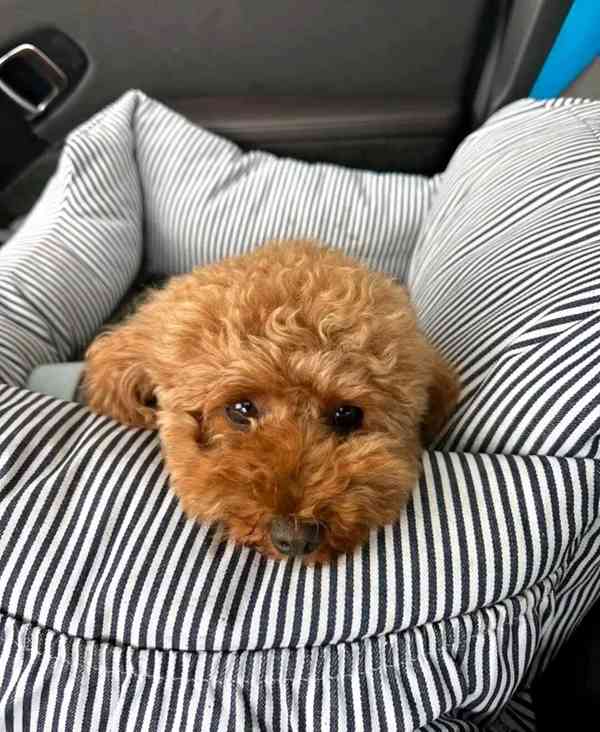 Poodle puppies ready to meet Thier forever homes  - foto 5