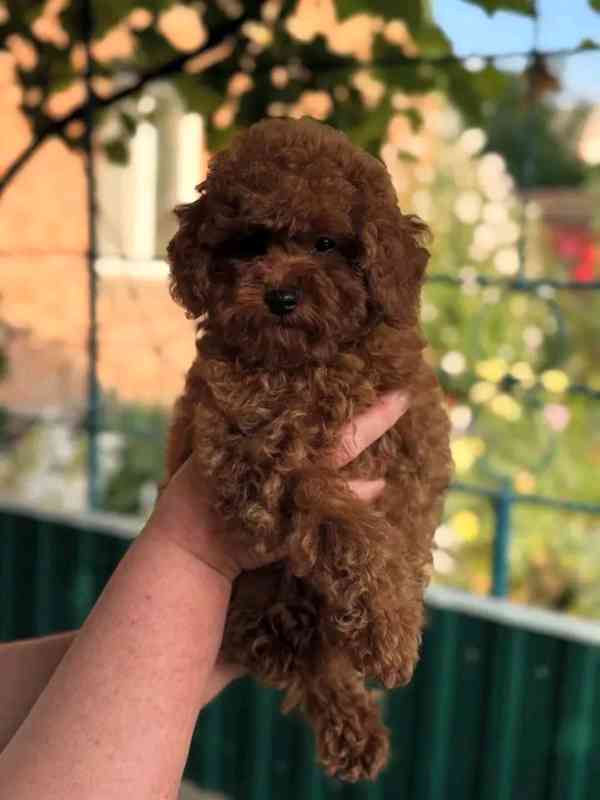 Poodle puppies ready to meet Thier forever homes  - foto 4