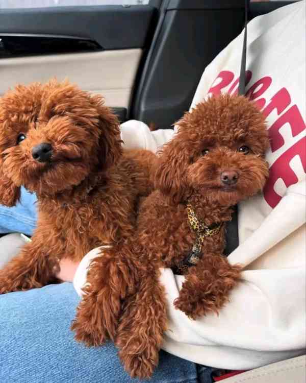 Poodle puppies ready to meet Thier forever homes  - foto 6