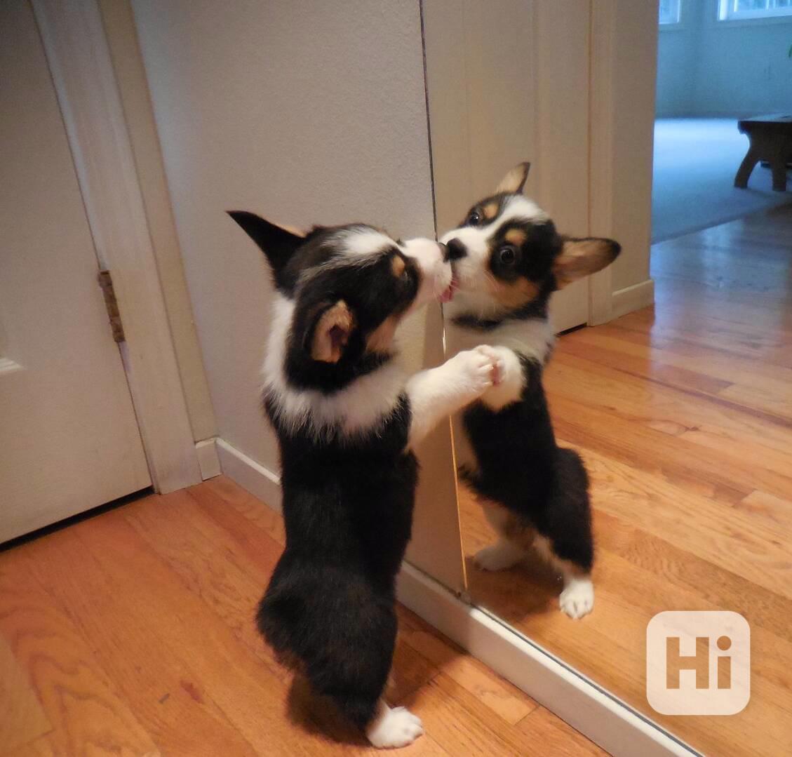 Pembroke Welsh Corgi Puppies AVAILABLE - foto 1