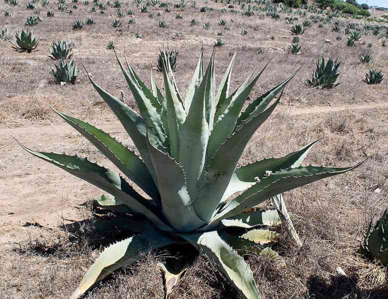 Sazenice Agave durangensis - foto 1