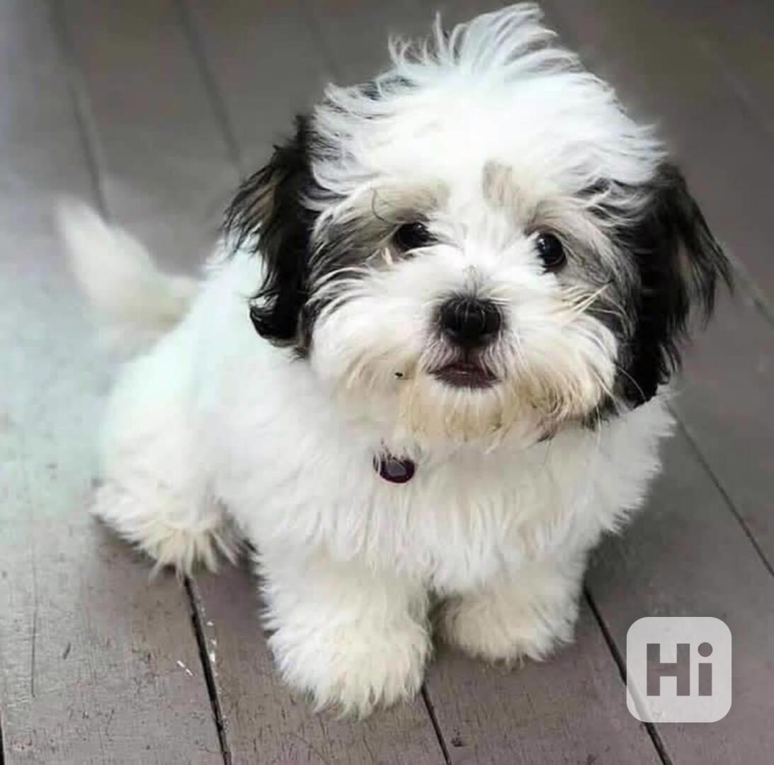 Shih_tzu - foto 1