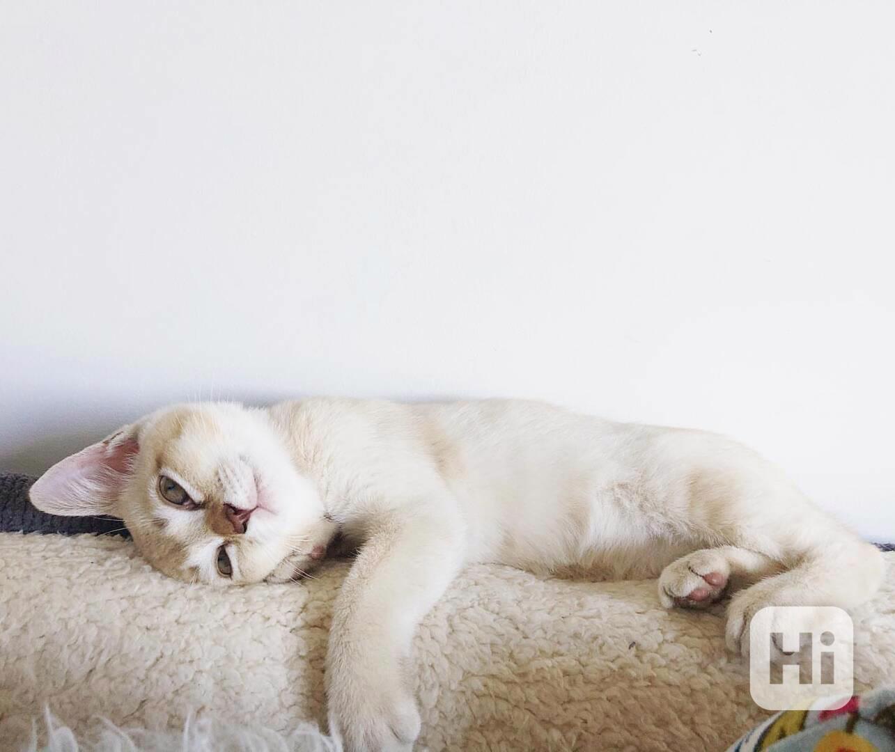 Tato roztomilá koťátka plemene Cornish Rex  - foto 1