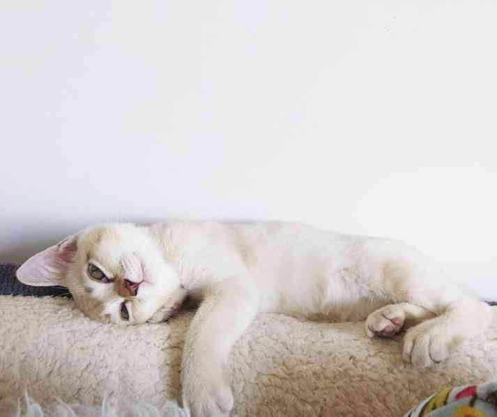 Tato roztomilá koťátka plemene Cornish Rex 