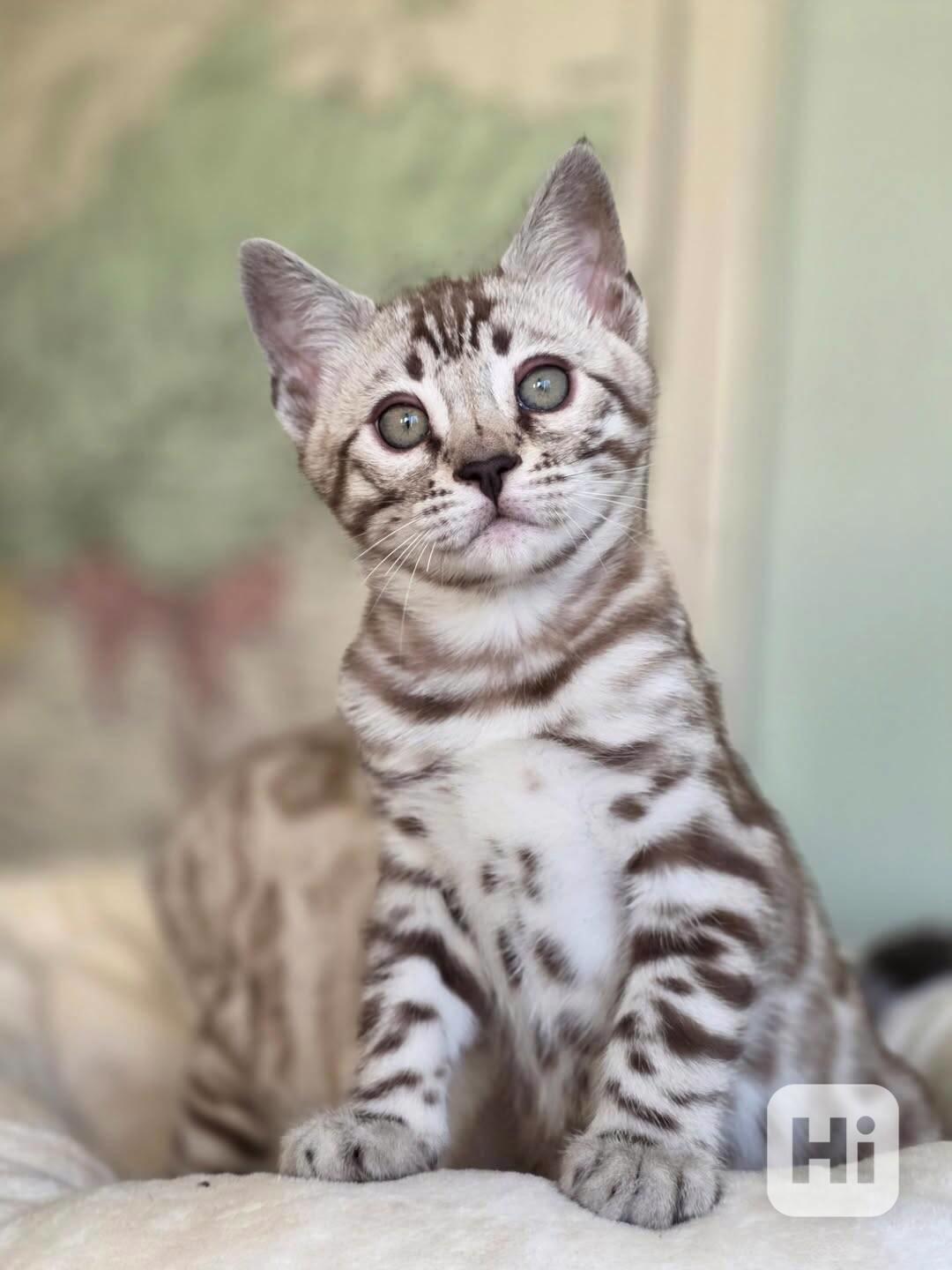 Nádherné bengálské kotě hledá milující domov 🐱✨ - foto 1