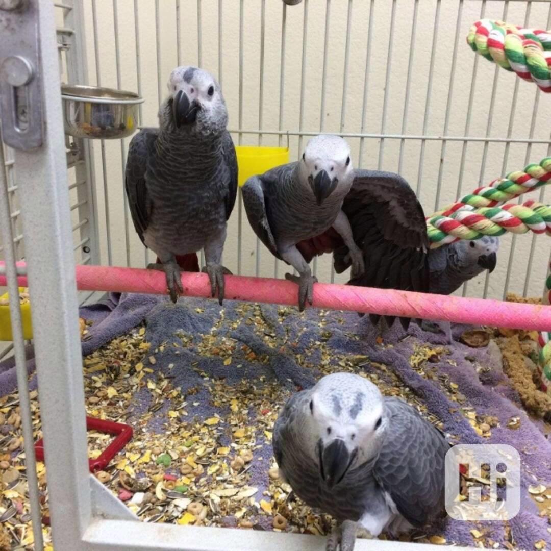 Prodám papouška šedého s klecí a hračkami - foto 1