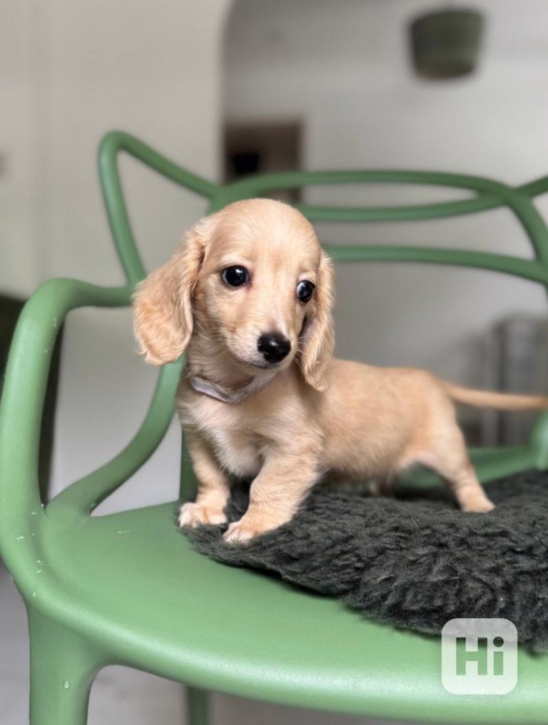 Miniaturní jezevčíci, pejsek a holčička, krémová a černo - foto 1