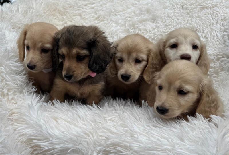 Miniaturní jezevčíci, pejsek a holčička, krémová a černo - foto 2