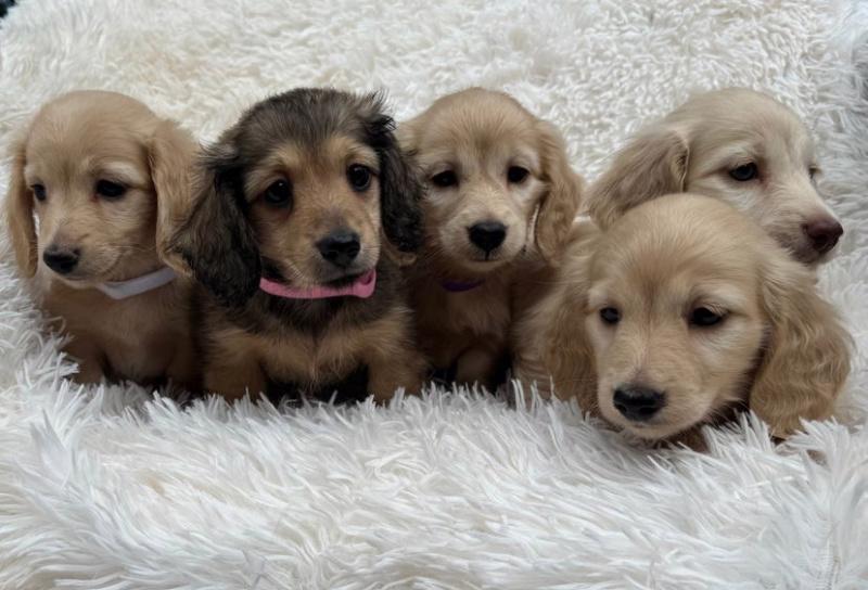 Miniaturní jezevčíci, pejsek a holčička, krémová a černo - foto 5