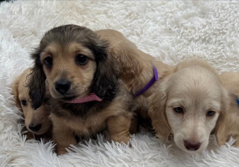 Miniaturní jezevčíci, pejsek a holčička, krémová a černo - foto 3