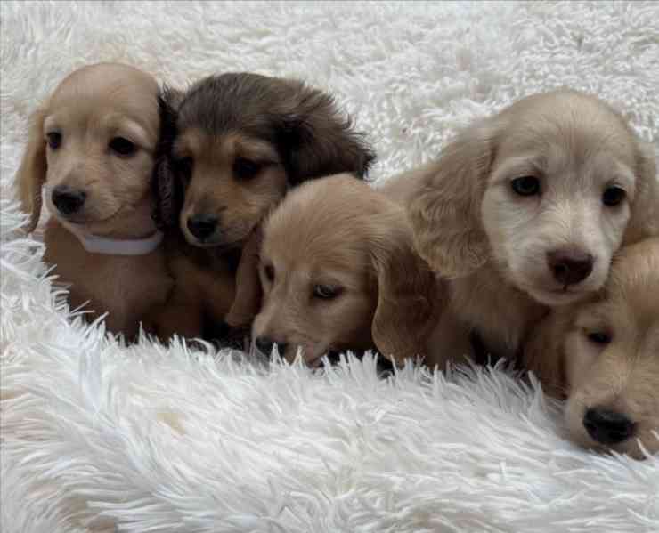 Miniaturní jezevčíci, pejsek a holčička, krémová a černo - foto 4