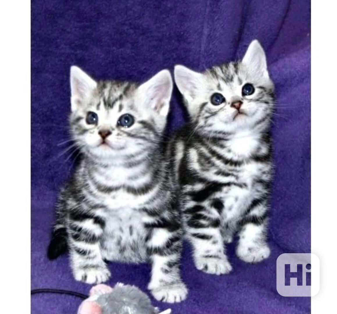 BKH Britské krátkosrsté kočky s rodokmenem - foto 1