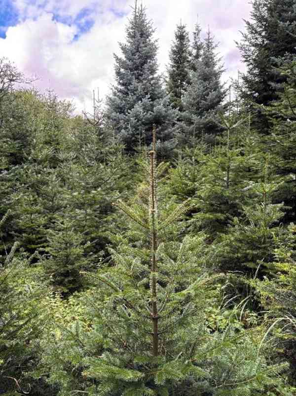 Vánoční stromy/jedle - foto 2