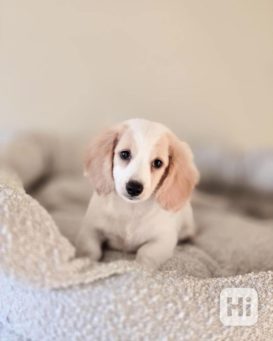 Miniature Dachshund  - foto 1